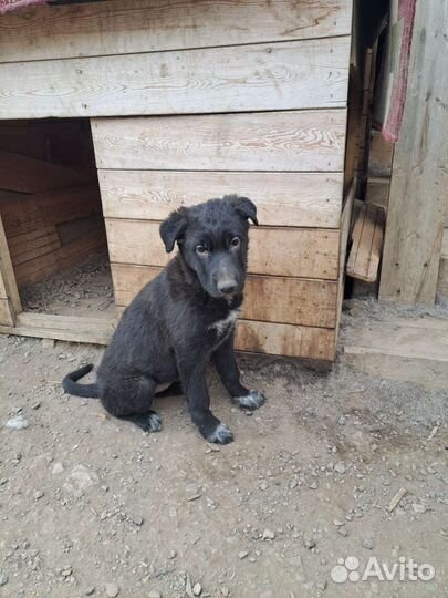 Щенок в добрые руки бесплатно