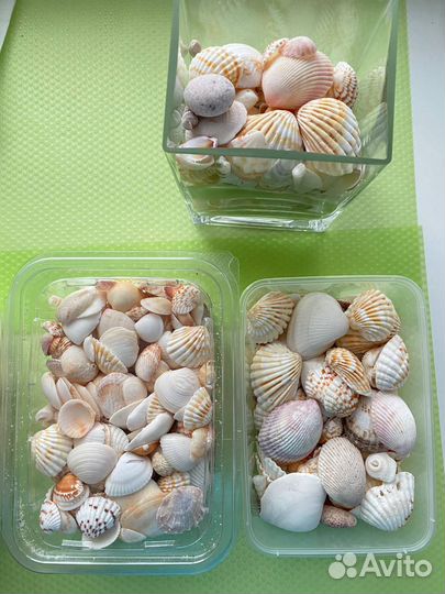 Ракушка настоящая заморская