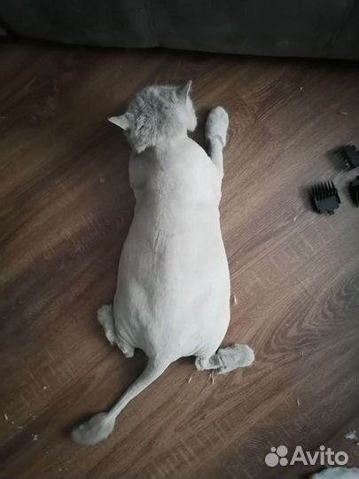 Стрижка кошек и собак