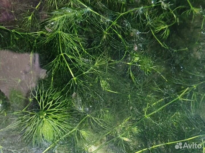 Валлиснерия спиральная, Роголистник в аквариум