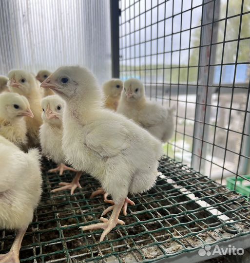 Бройлер росс и кобб 500