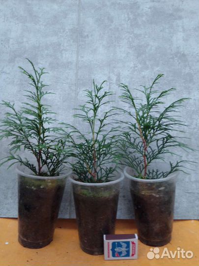 Туя западная смарагд