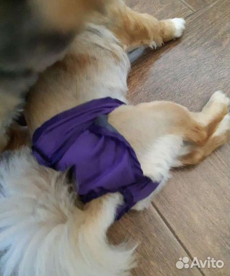 Трусики для животных