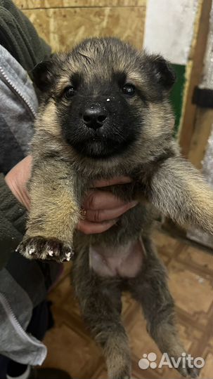 Найдены щенки