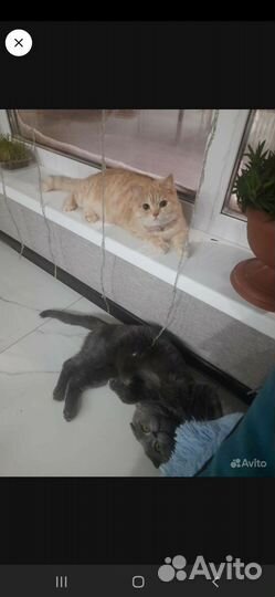 Британская кошка