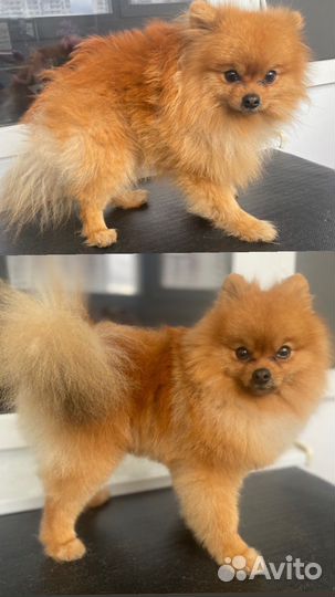 Стрижка собак и кошек ЖК Суворовский