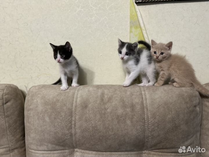 Отдам котям в добрые