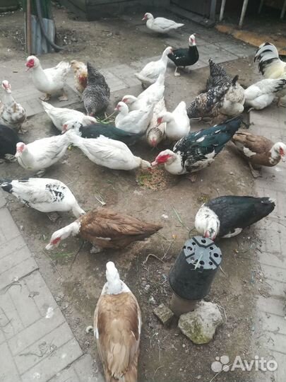 Мускусные утки