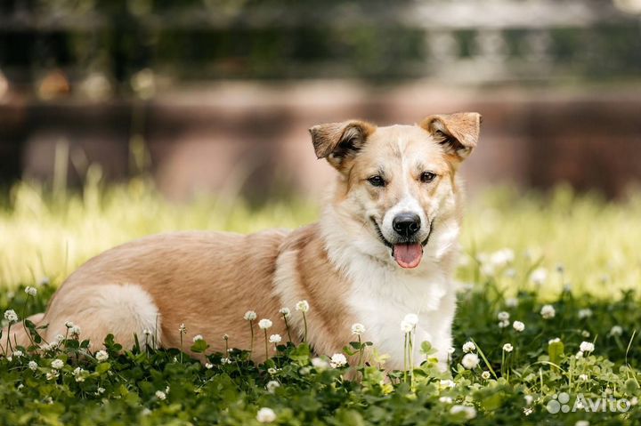 Собака в добрые руки