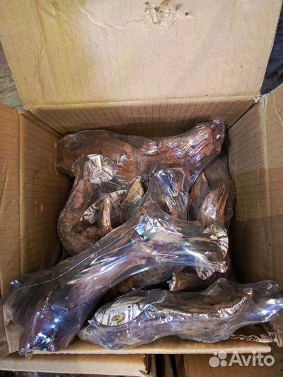 Коряга мангровая