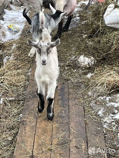 Козлята альпийские