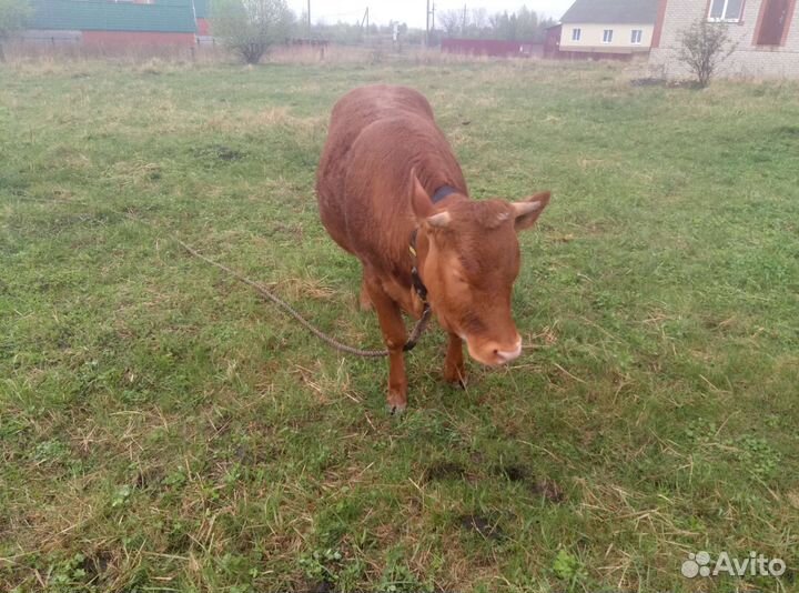 Корова тёлочка