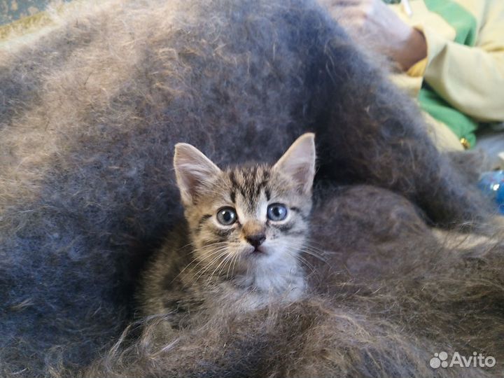 Метисы британские котята в дар