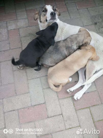 Собаки щенки