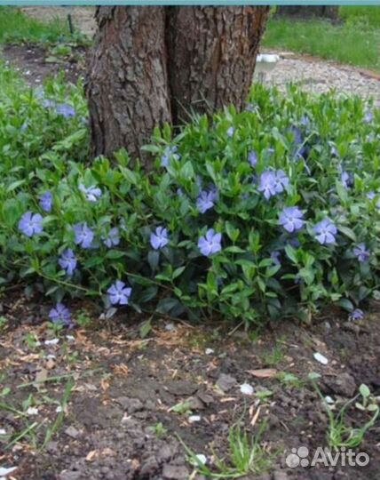 Многолетник