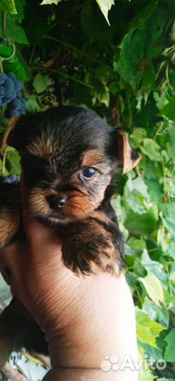 Йоркширский терьер мини