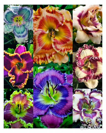 Лилейники сорта