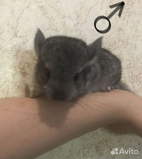 Шиншилла