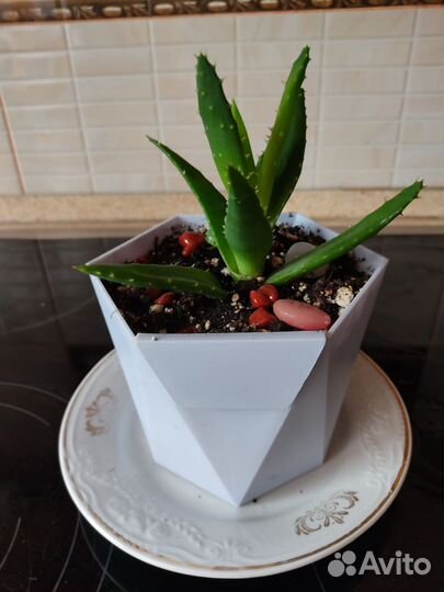 Комнатные цветы алоэ