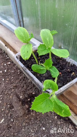 Рассада огурцов