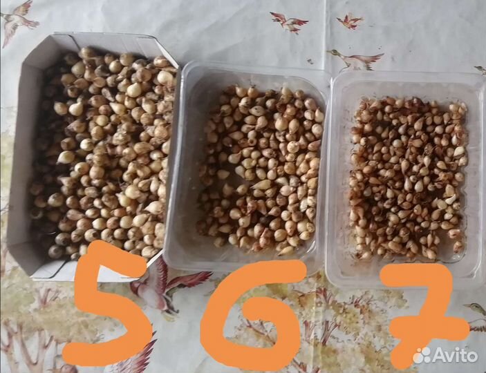 Мускари синие, луковицы