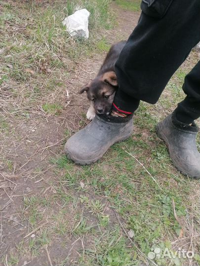 Щенок в добрые руки