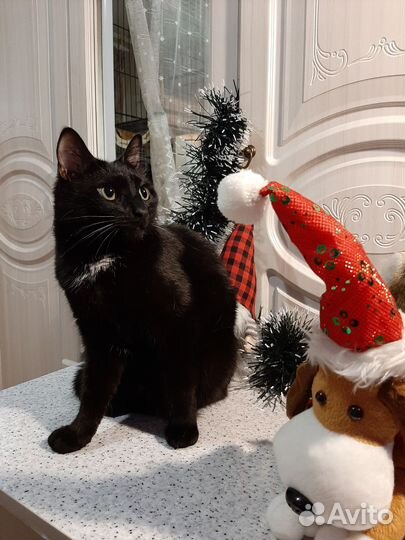 Мурзик в добрые руки