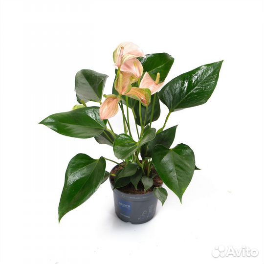 Горшечные растения