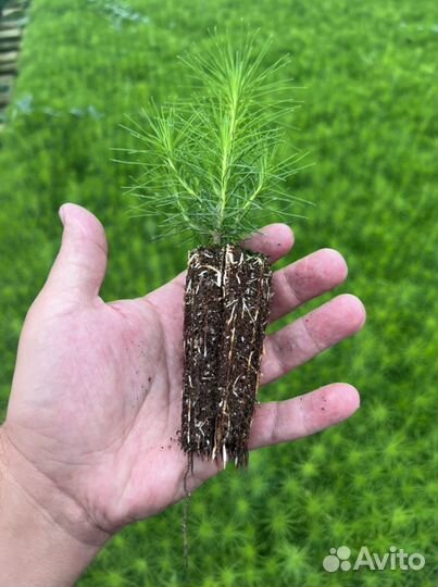 Сосна сеянцы с зкс и окс Ель Лиственница Кедр