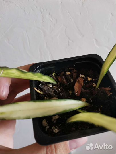 Хойи: тсанги, кентиниана вар