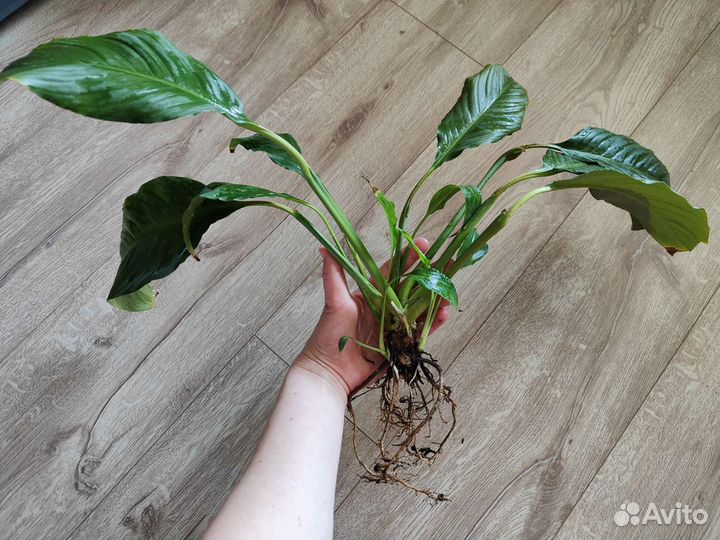 Спатифиллум