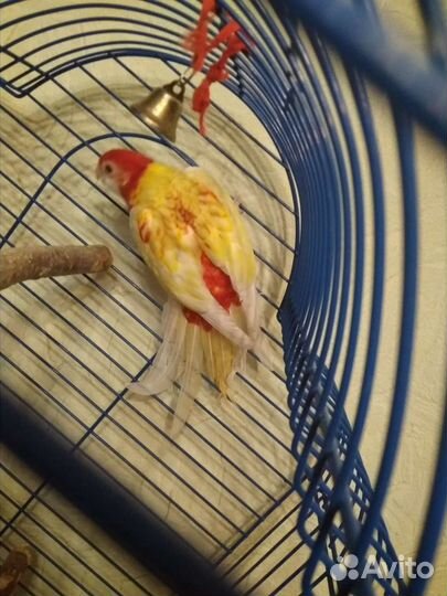 Попугай розелла