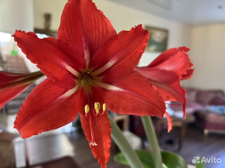 Комнатные цветы. Супер