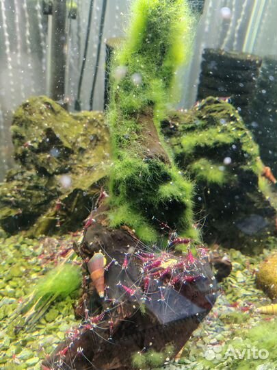 Креветки Кардинал