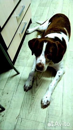 Метис Охотничьей породы бесплатно