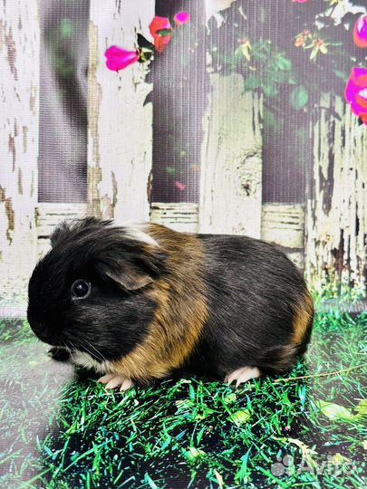 Морские свинки