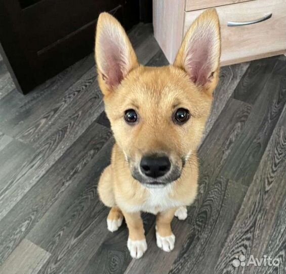 Щенки метисы в добрые руки