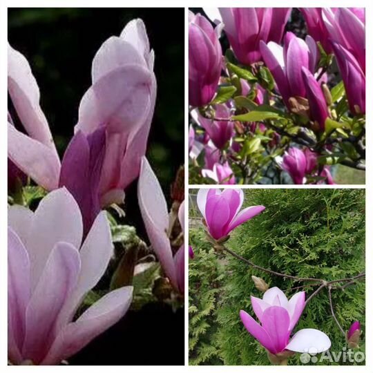 Магнолии разные сорта