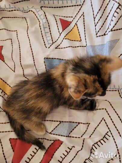 Котята