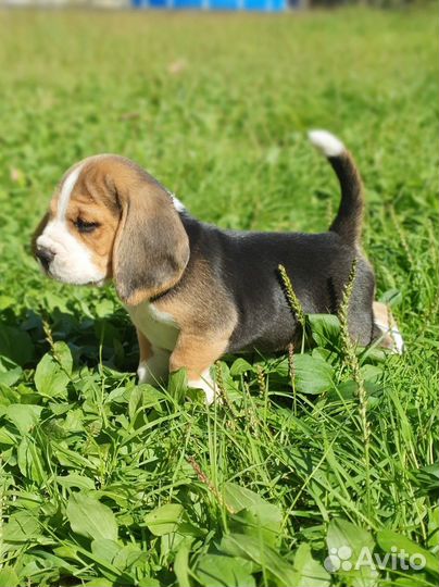 Щенки бигль