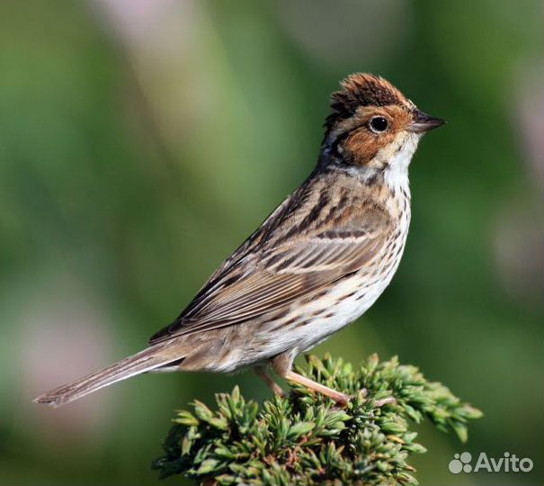 Певчие птицы