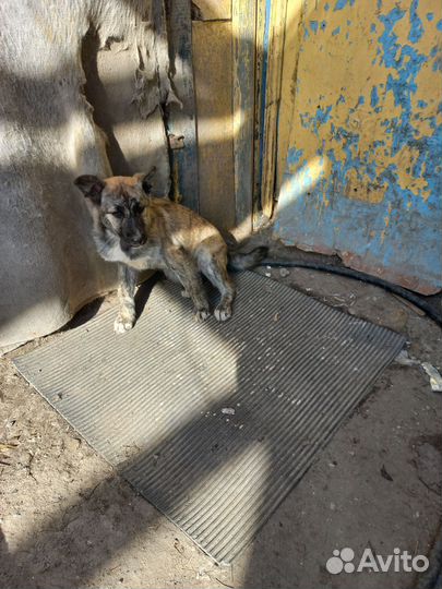 Собака в добрые руки отдам бесплатно