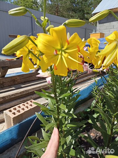 Растения для сада