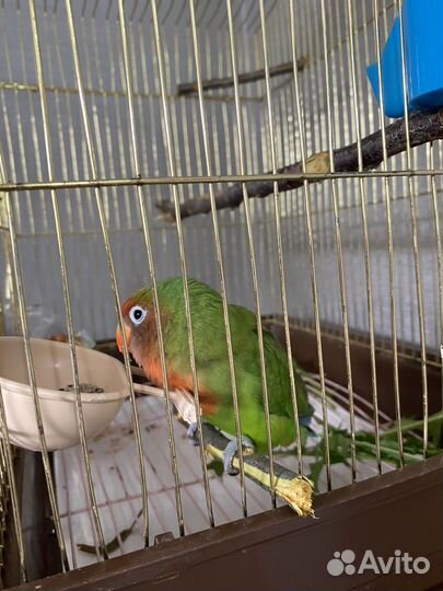 Неразлучник девочка