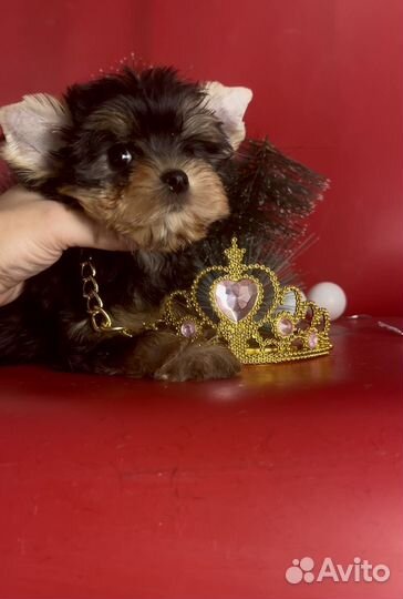 Йоркширский мини кукленок