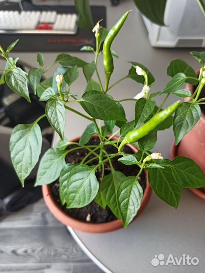 Перчик комнатный
