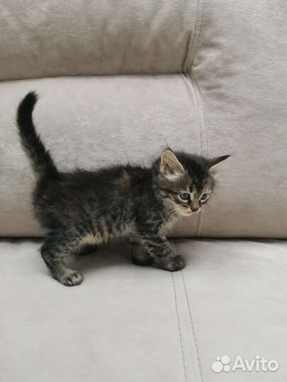 Малышка в добрые руки 1.1 месяц