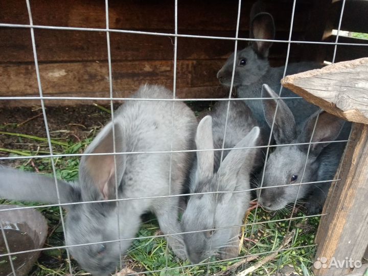Продам кроликов