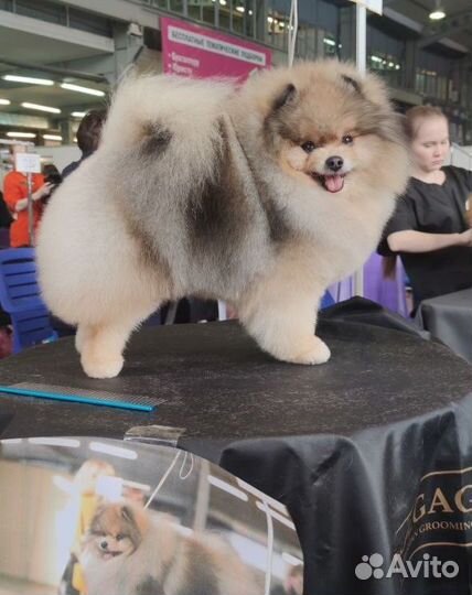 Салон красоты для животных