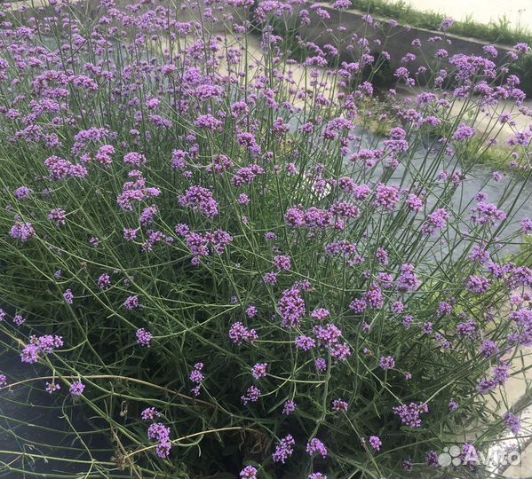 Горец сахалинский, или с.гречиха